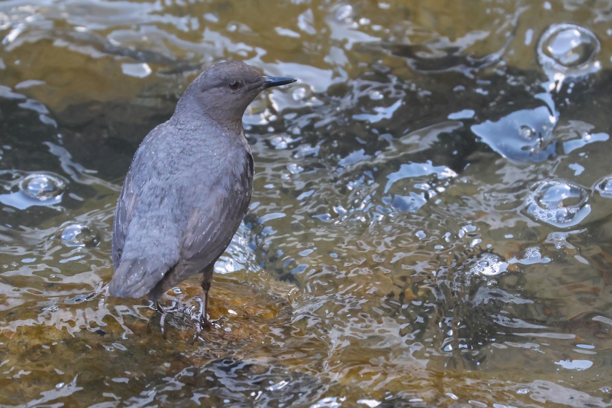 American Dipper - ML645841148