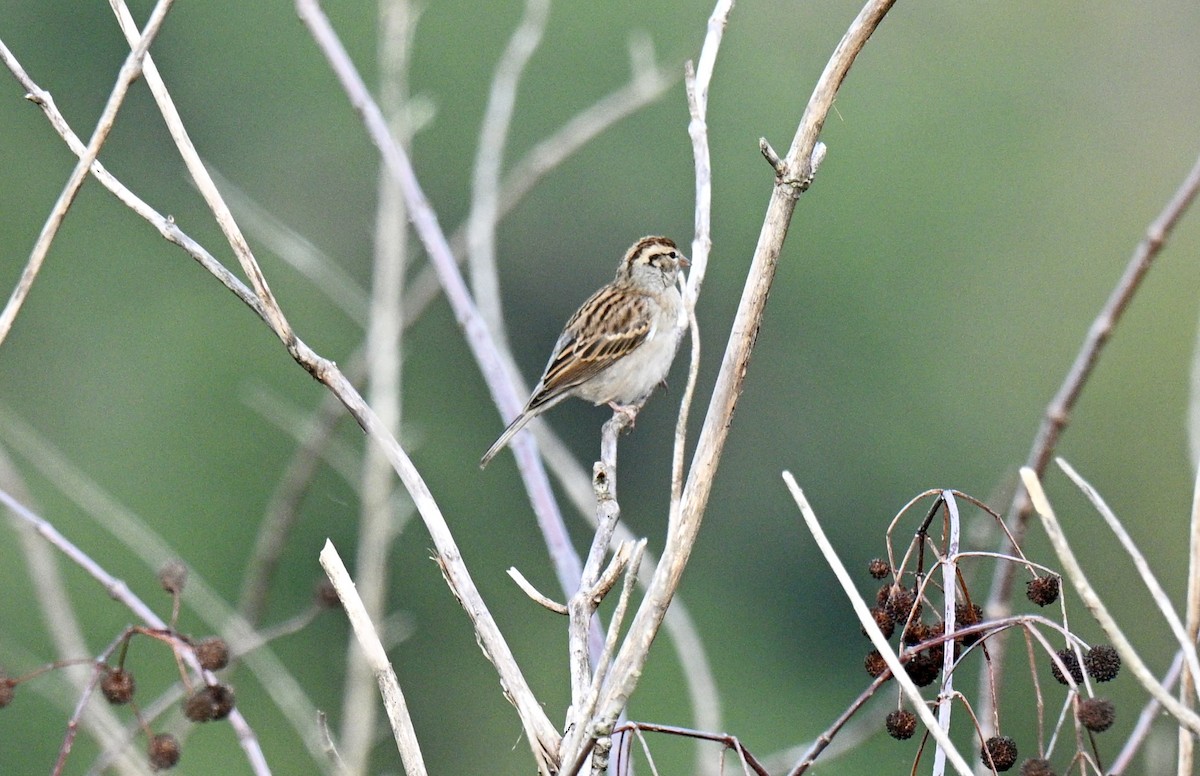Chipping Sparrow - ML645841149