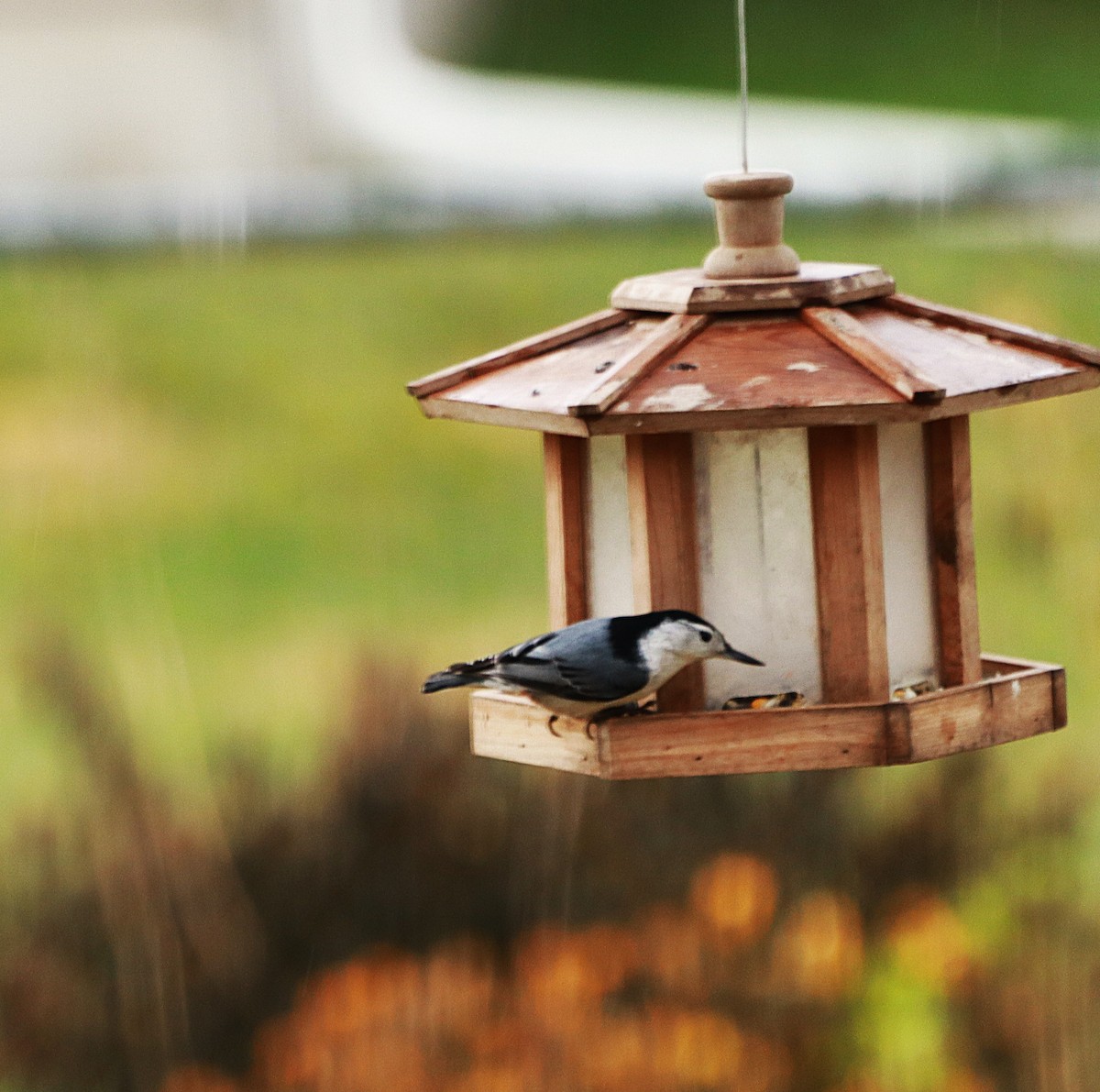 White-breasted Nuthatch - ML645841150
