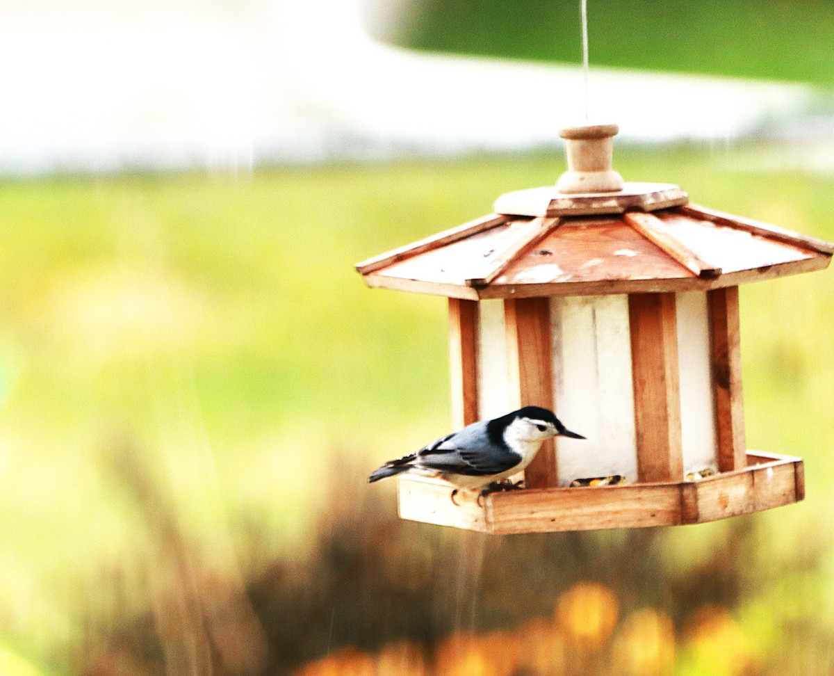 White-breasted Nuthatch - ML645841151