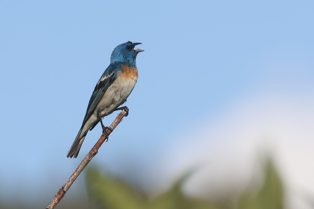 Lazuli Bunting - ML645841152