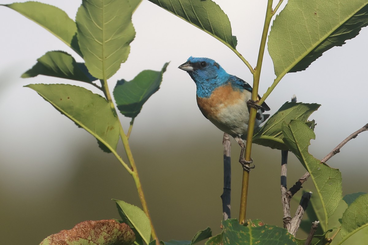 Lazuli Bunting - ML645841153