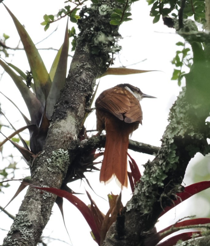 Streaked Tuftedcheek - ML645841154