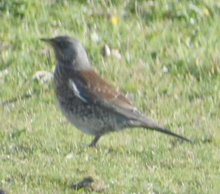 Fieldfare - ML645841156