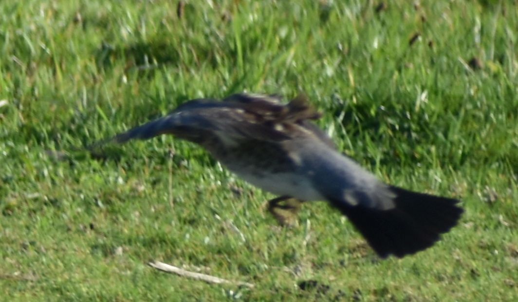 Fieldfare - ML645841157