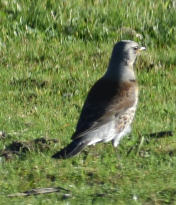Fieldfare - ML645841158