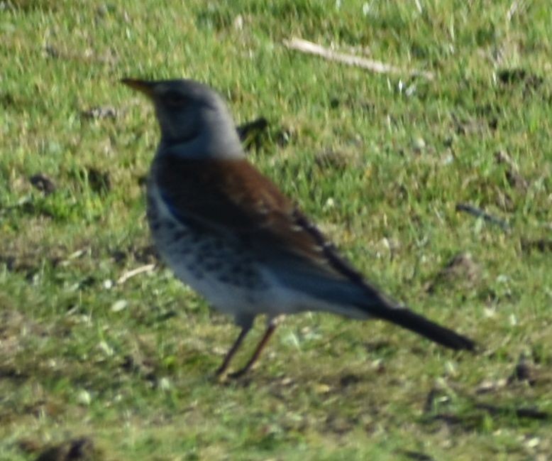 Fieldfare - ML645841159