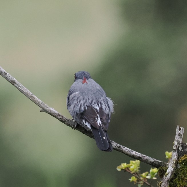 Red-crested Cotinga - ML645841163