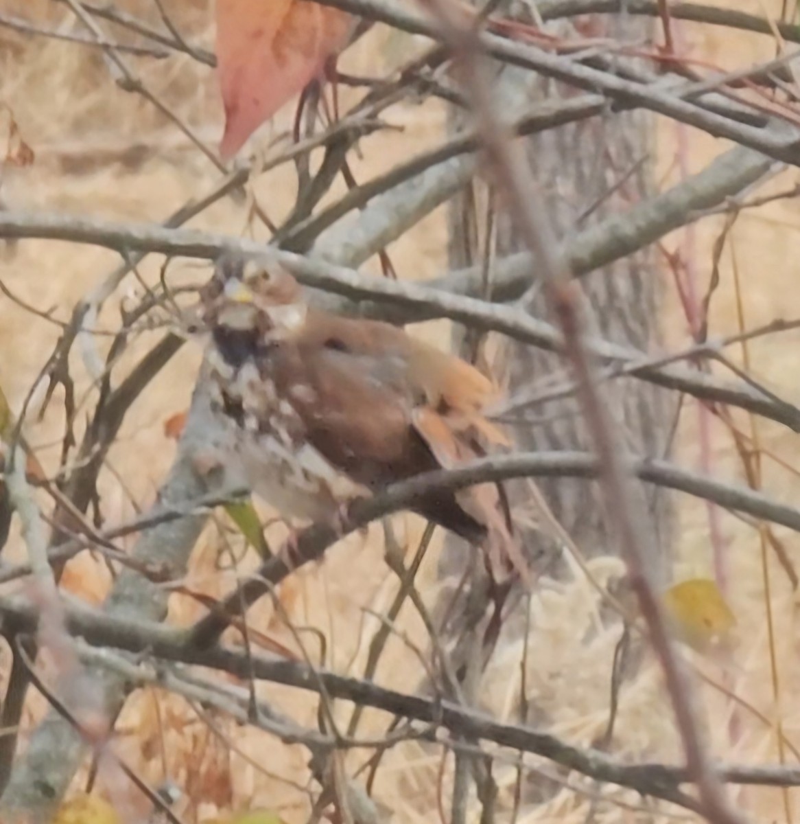 Fox Sparrow - ML645841168