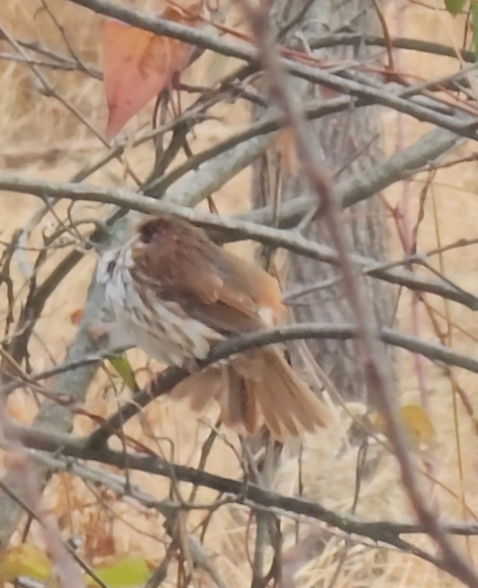 Fox Sparrow - ML645841169