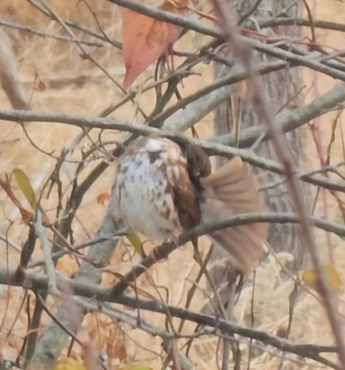 Fox Sparrow - ML645841170