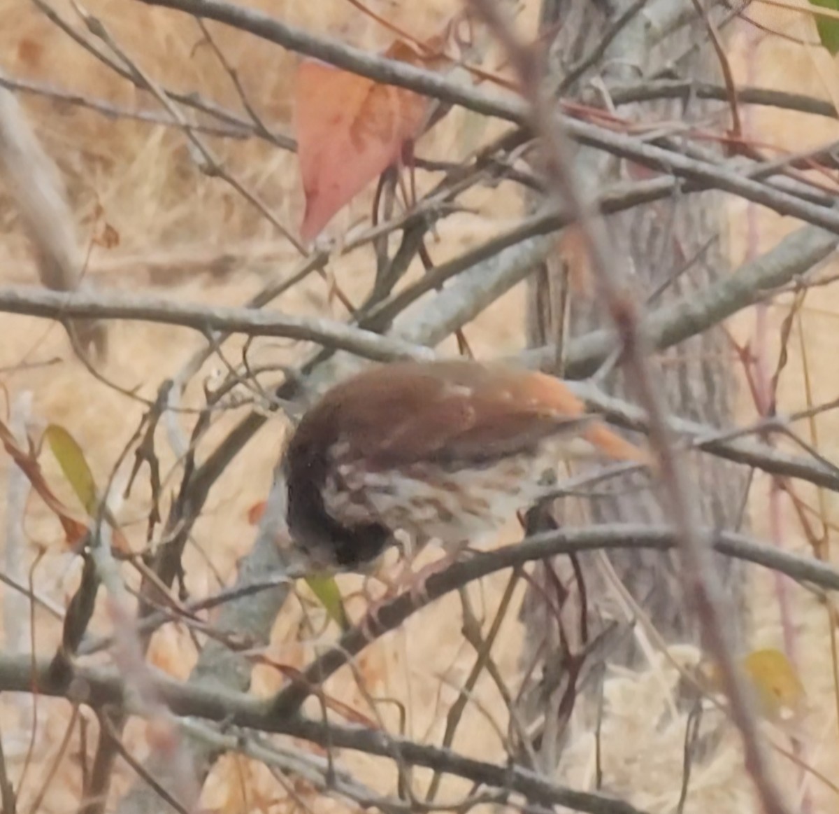 Fox Sparrow - ML645841174