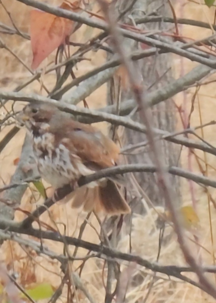 Fox Sparrow - ML645841176