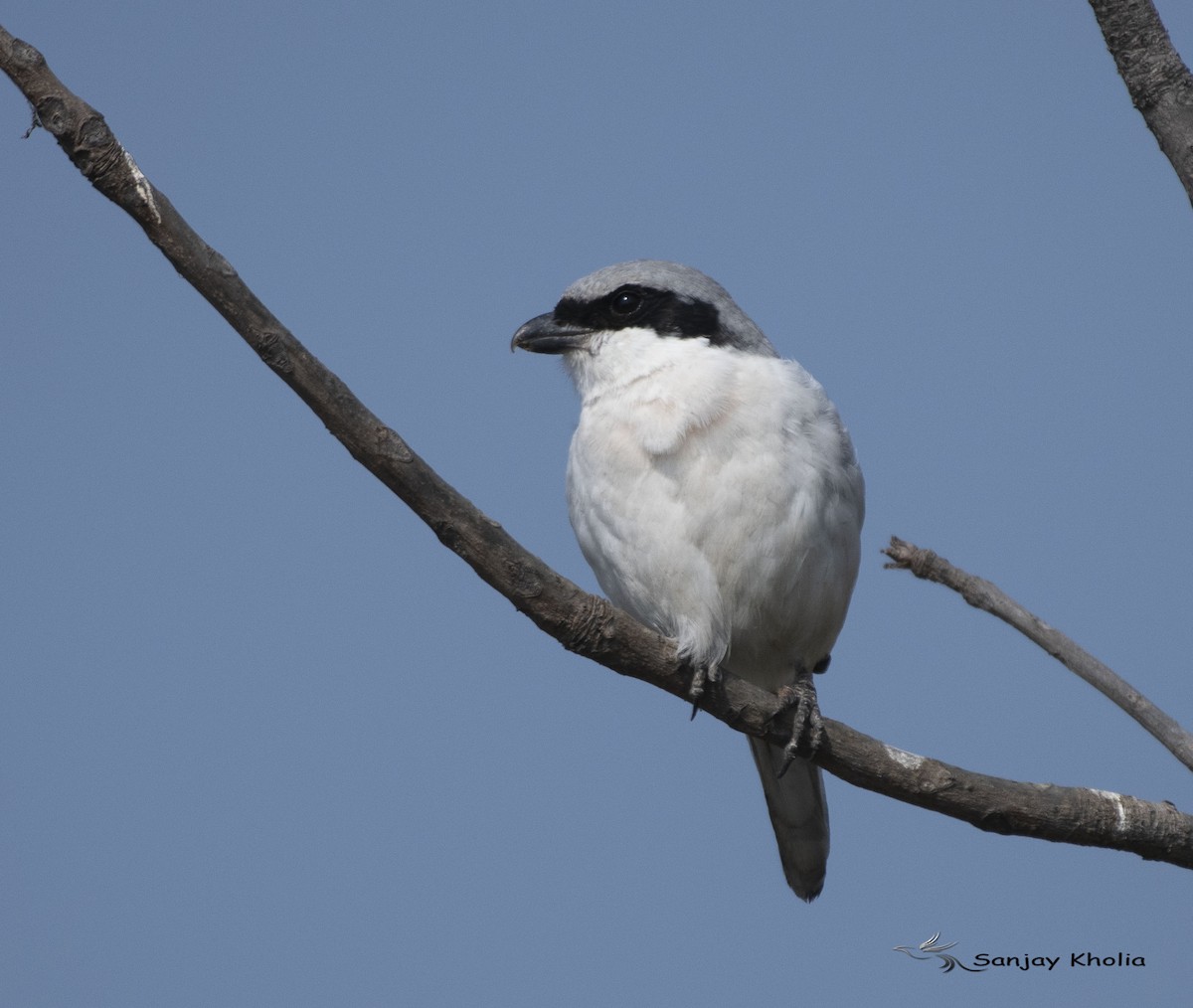 Great Gray Shrike - ML645841179
