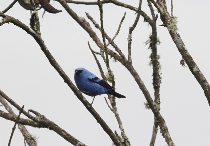 Blue-and-black Tanager - ML645841184