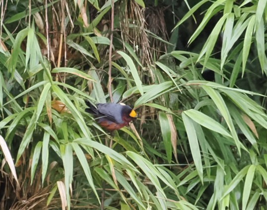 Plushcap - ML645841187