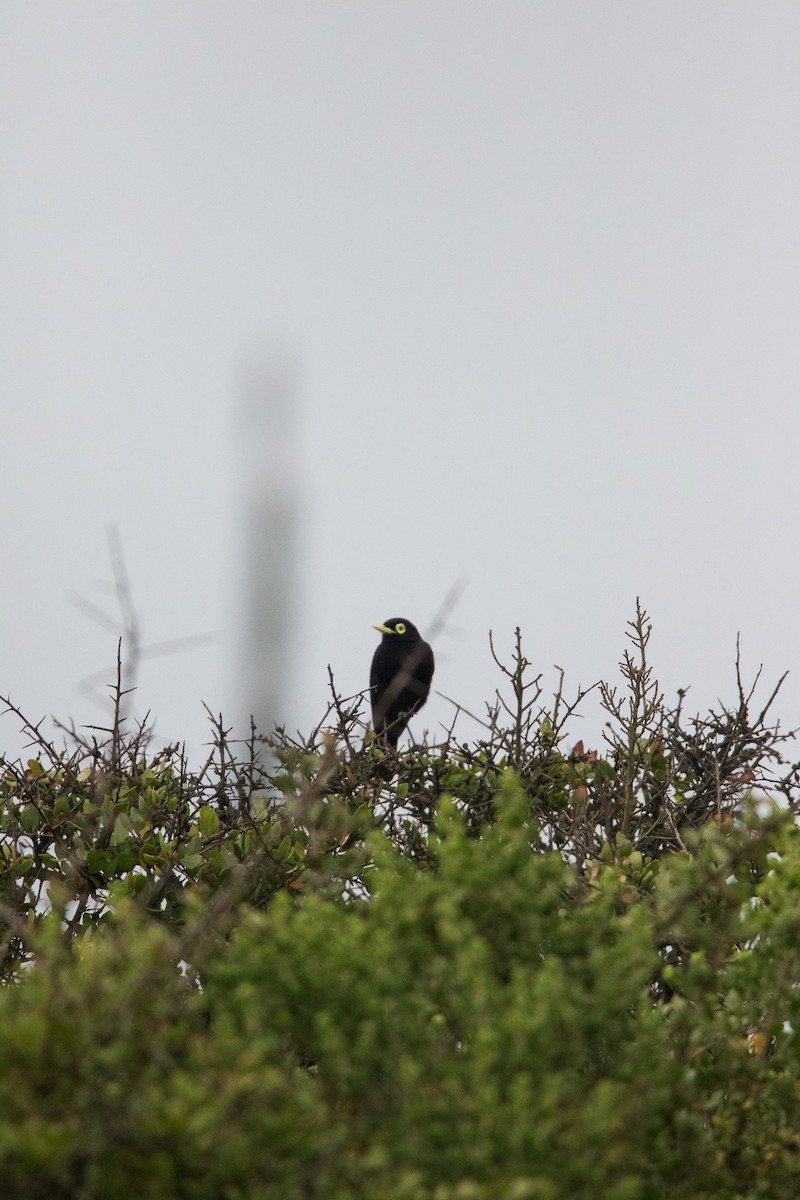 Spectacled Tyrant - ML645841194