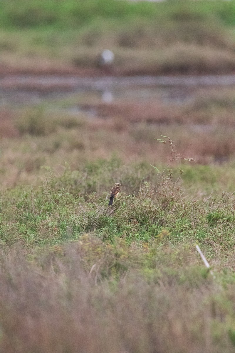 Spectacled Tyrant - ML645841195