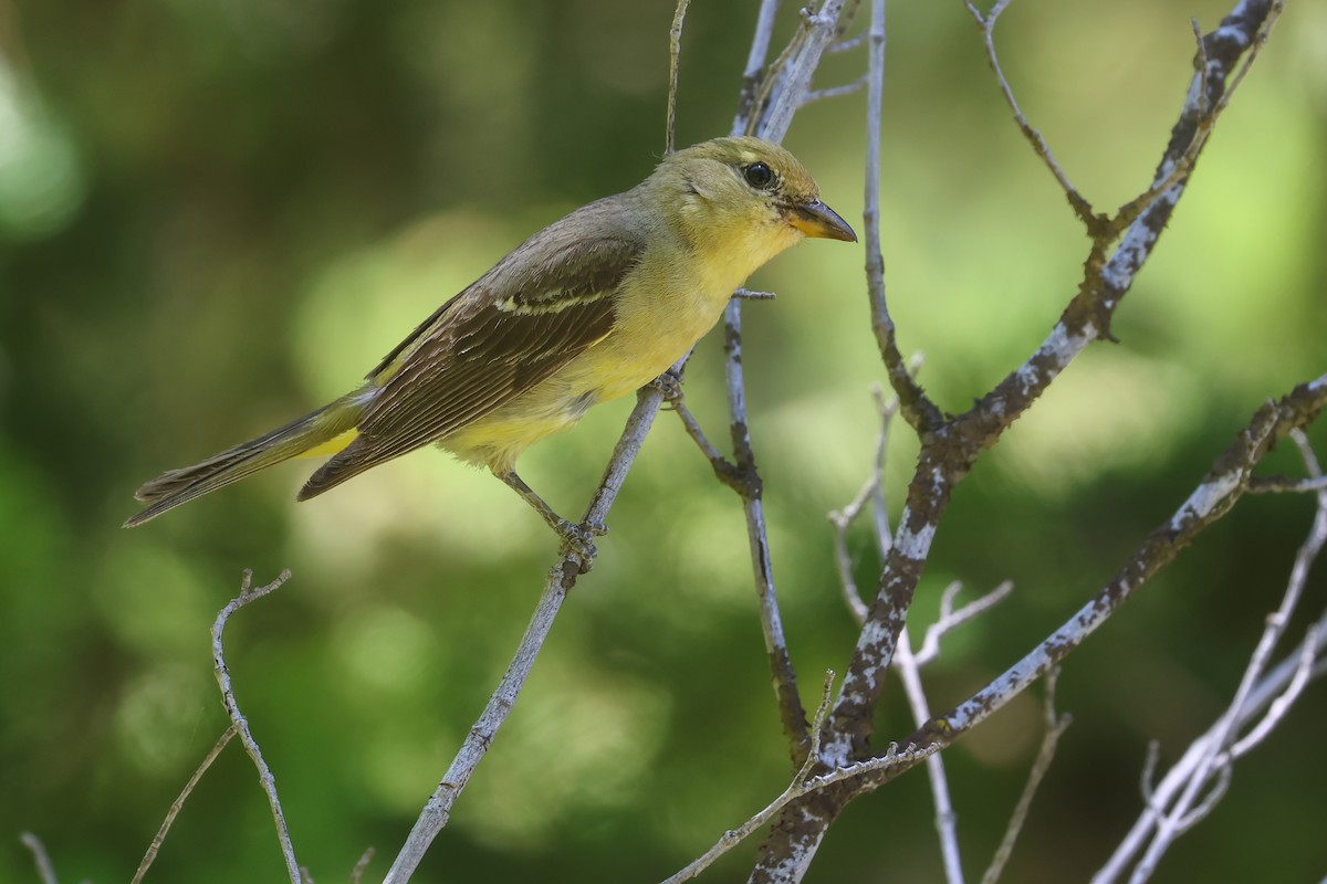 Western Tanager - ML645841199