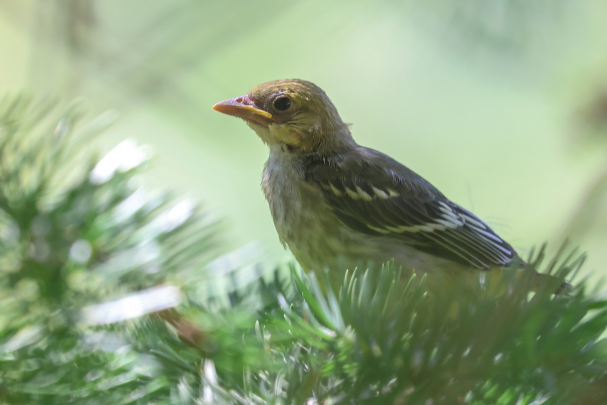 Western Tanager - ML645841200