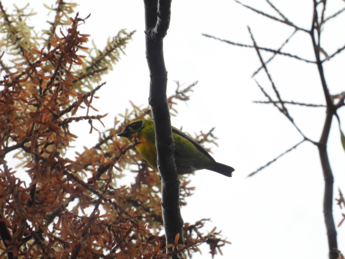 Green-and-gold Tanager - ML645841201