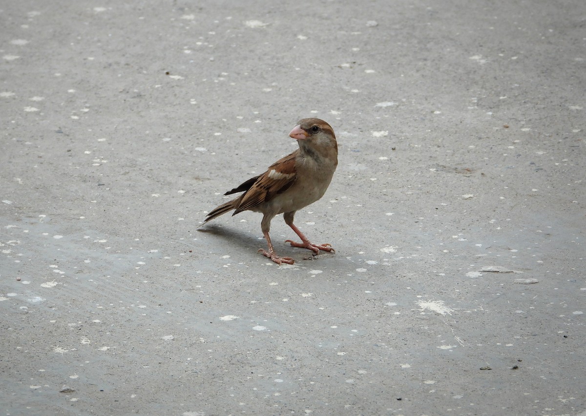 Gorrión Común - ML645841205