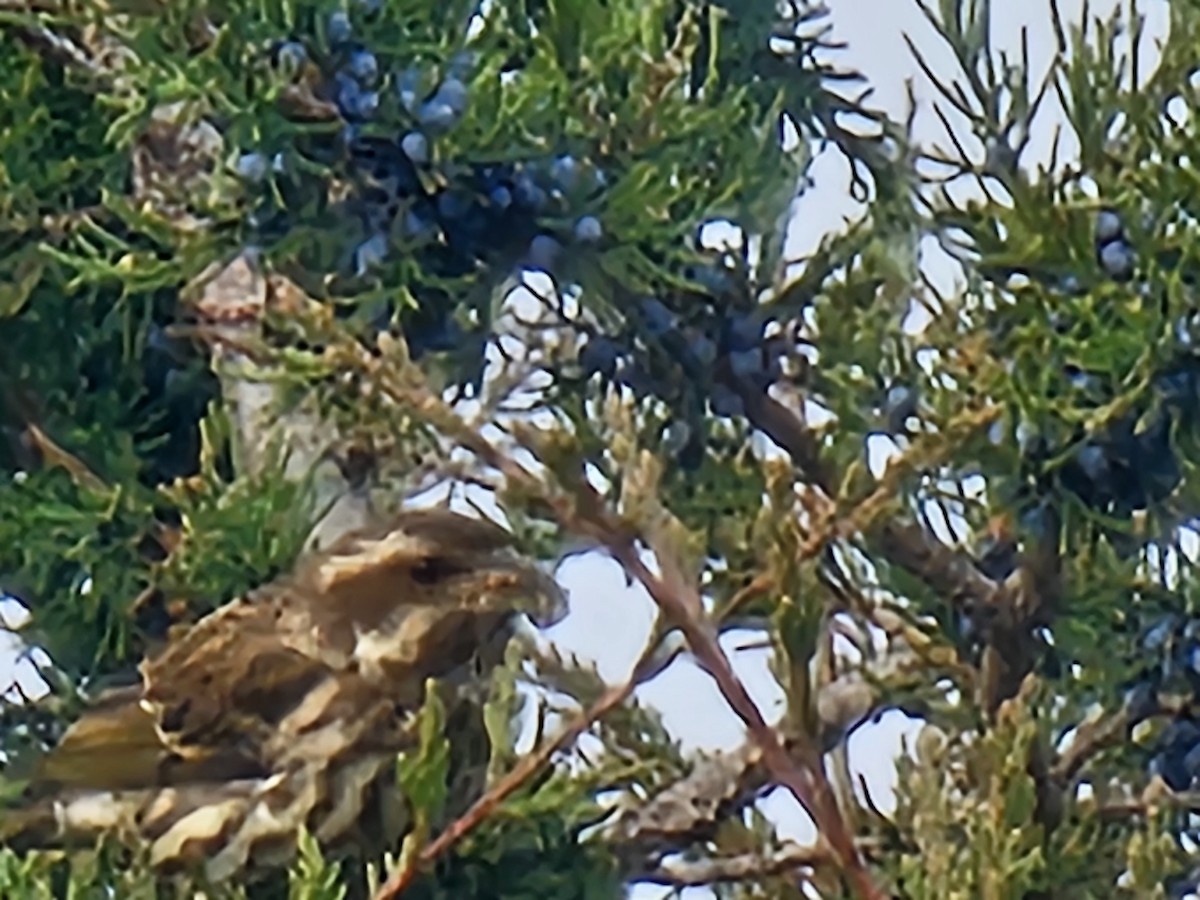 purpurfink - ML645841210