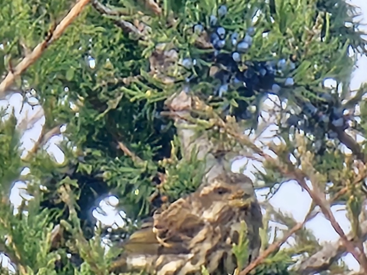 purpurfink - ML645841211