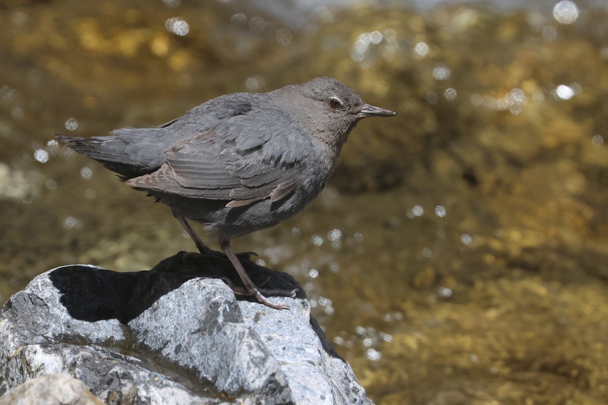 American Dipper - ML645841215