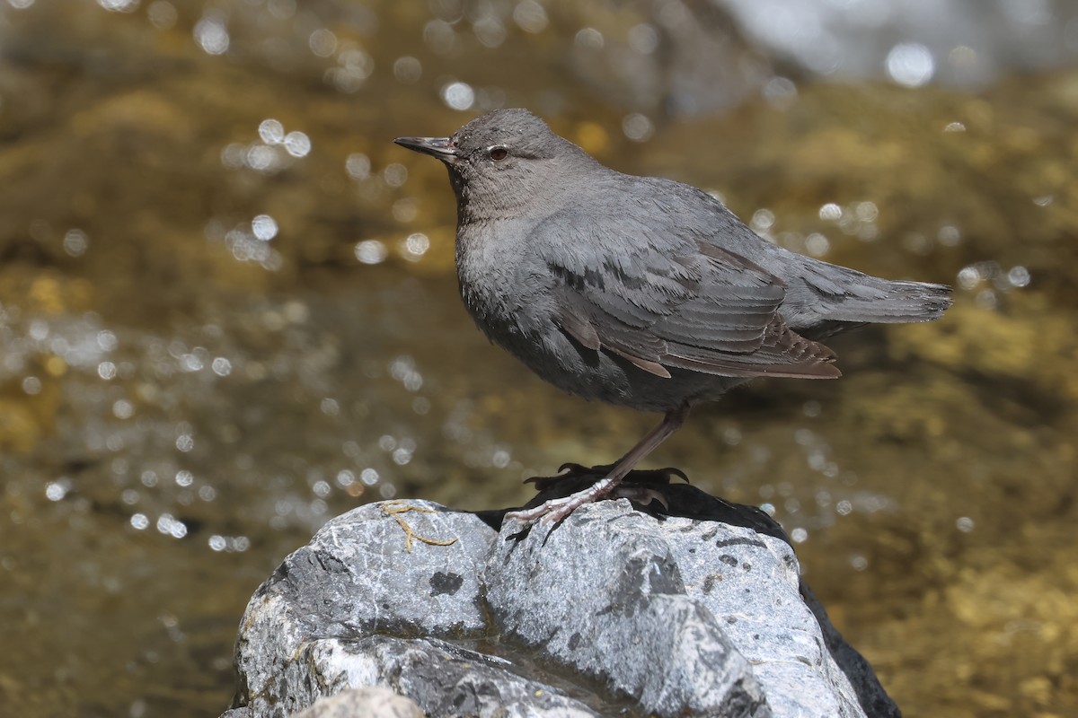 American Dipper - ML645841216