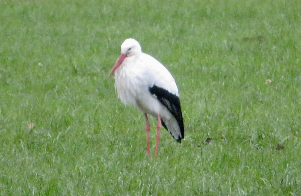 White Stork - ML645841218