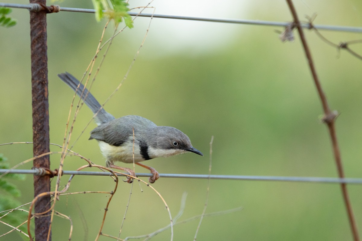 Bar-throated Apalis - ML645841223