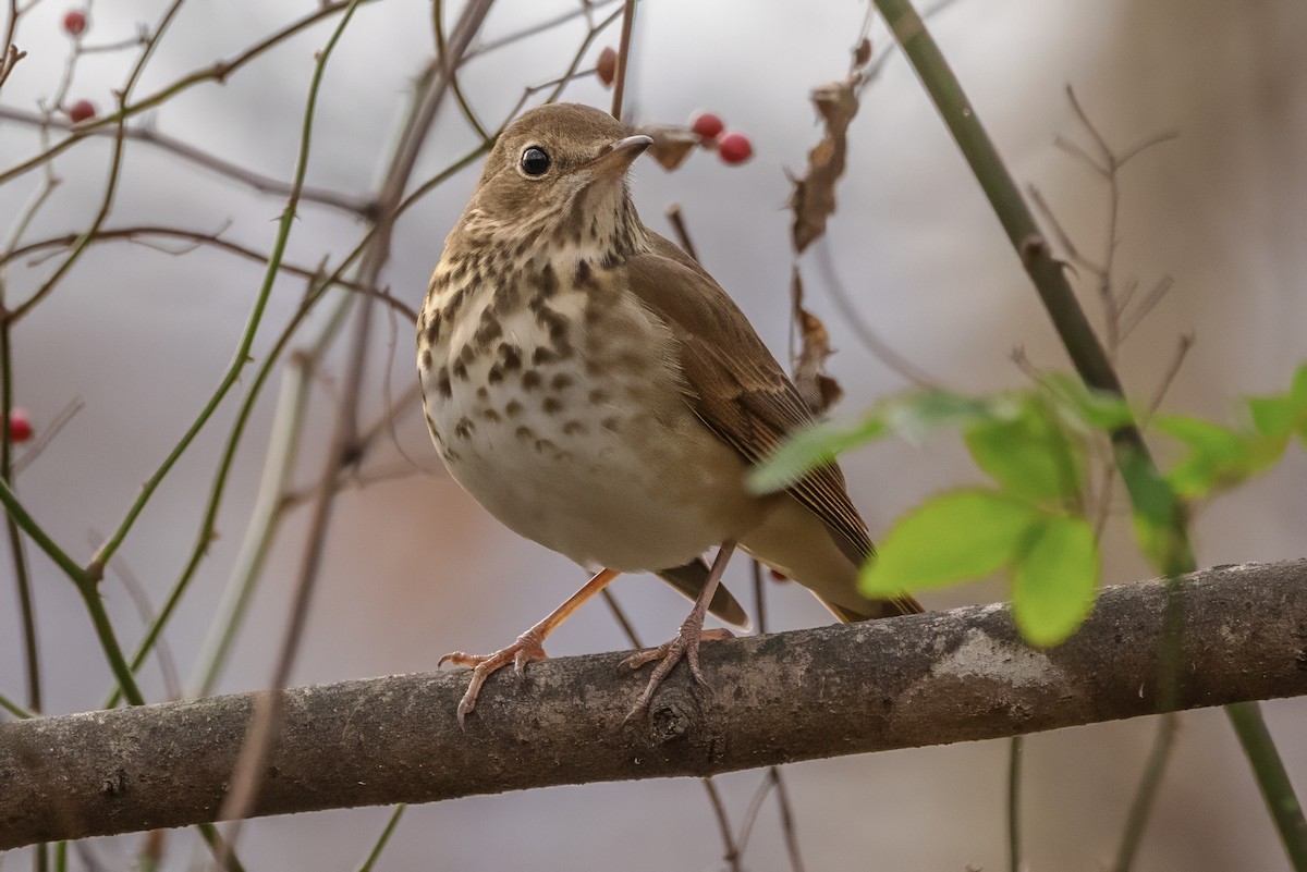 Hermit Thrush - ML645841224