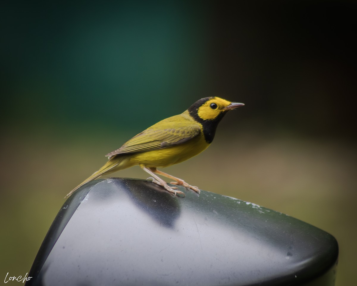 Hooded Warbler - ML645841230