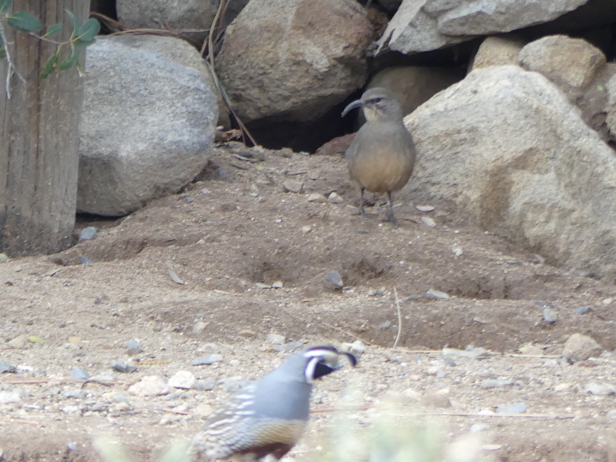 California Thrasher - ML645841231