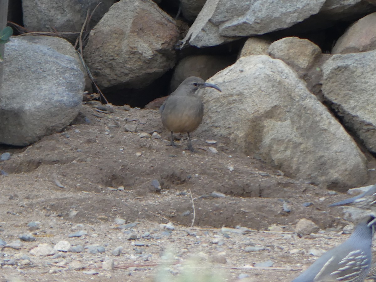 California Thrasher - ML645841232