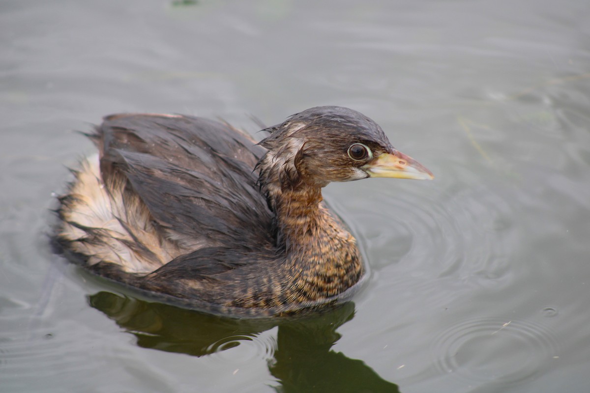 Pied-billed Grebe - ML645841234