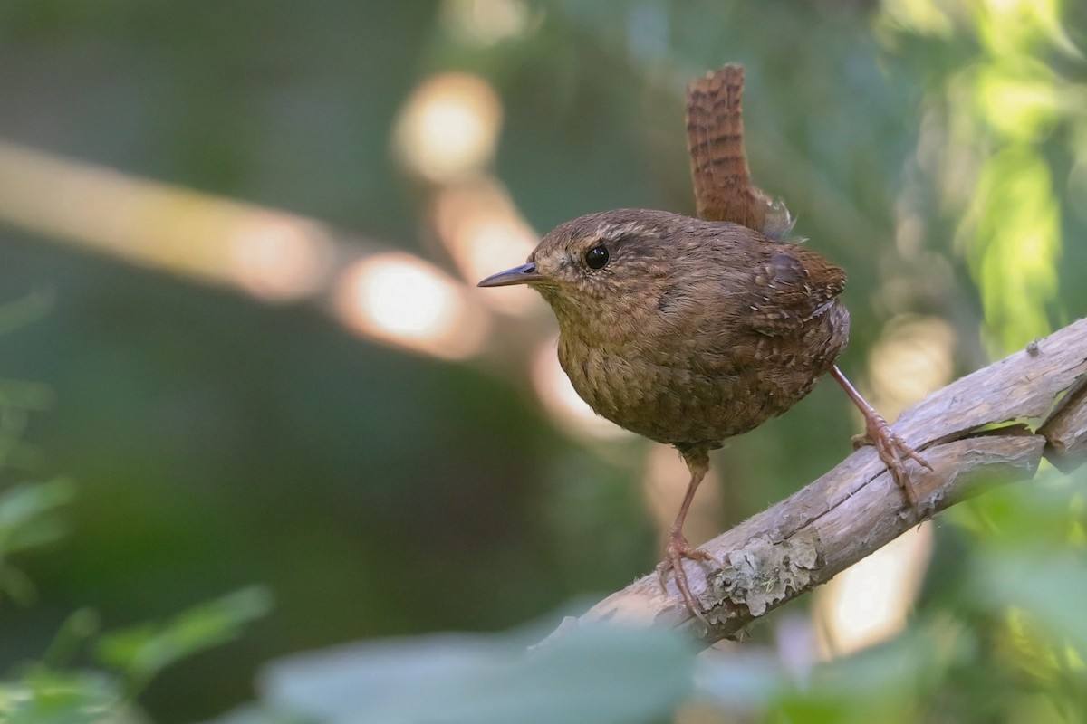 Pacific Wren - ML645841235