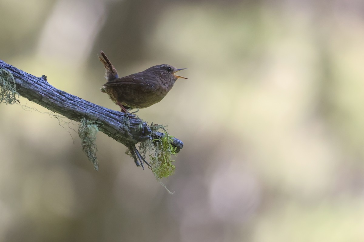 Pacific Wren - ML645841236