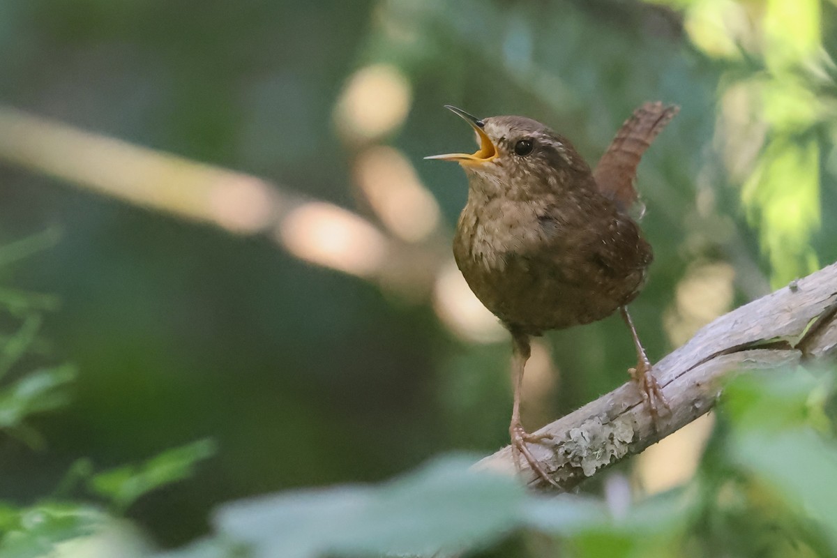 Pacific Wren - ML645841237