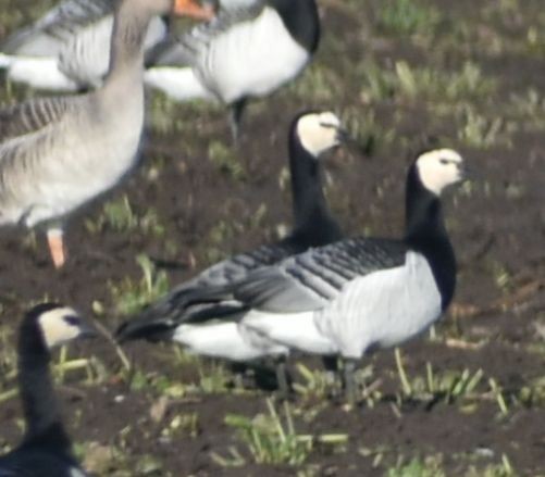 Barnacle Goose - ML645841238