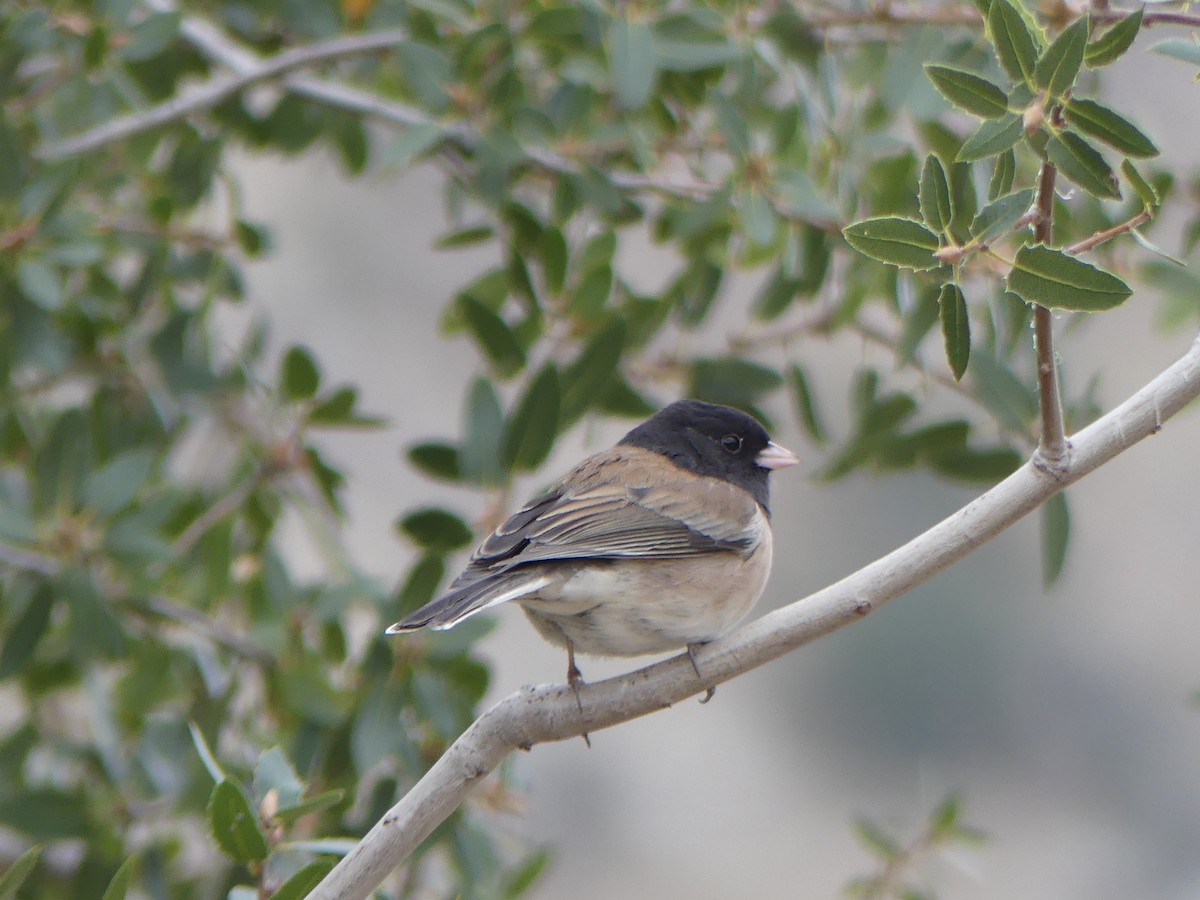 Dark-eyed Junco - ML645841239