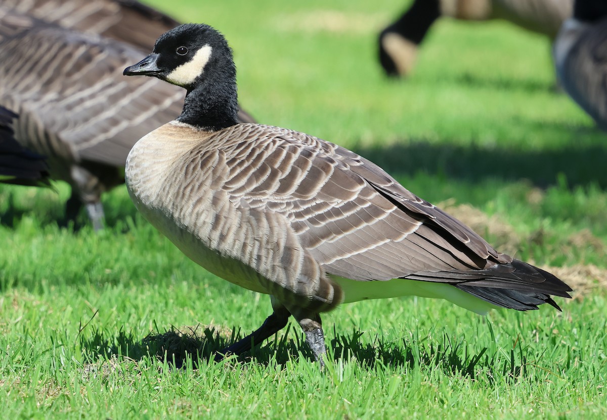 Cackling Goose - ML645841240