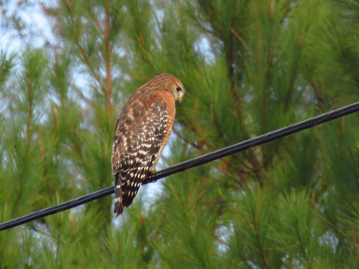 Red-shouldered Hawk - ML645841241