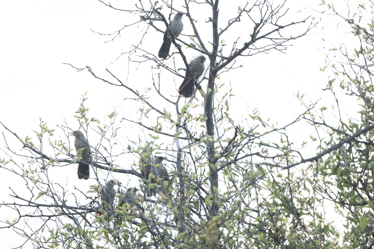 Бурая дроздовка - ML645841242