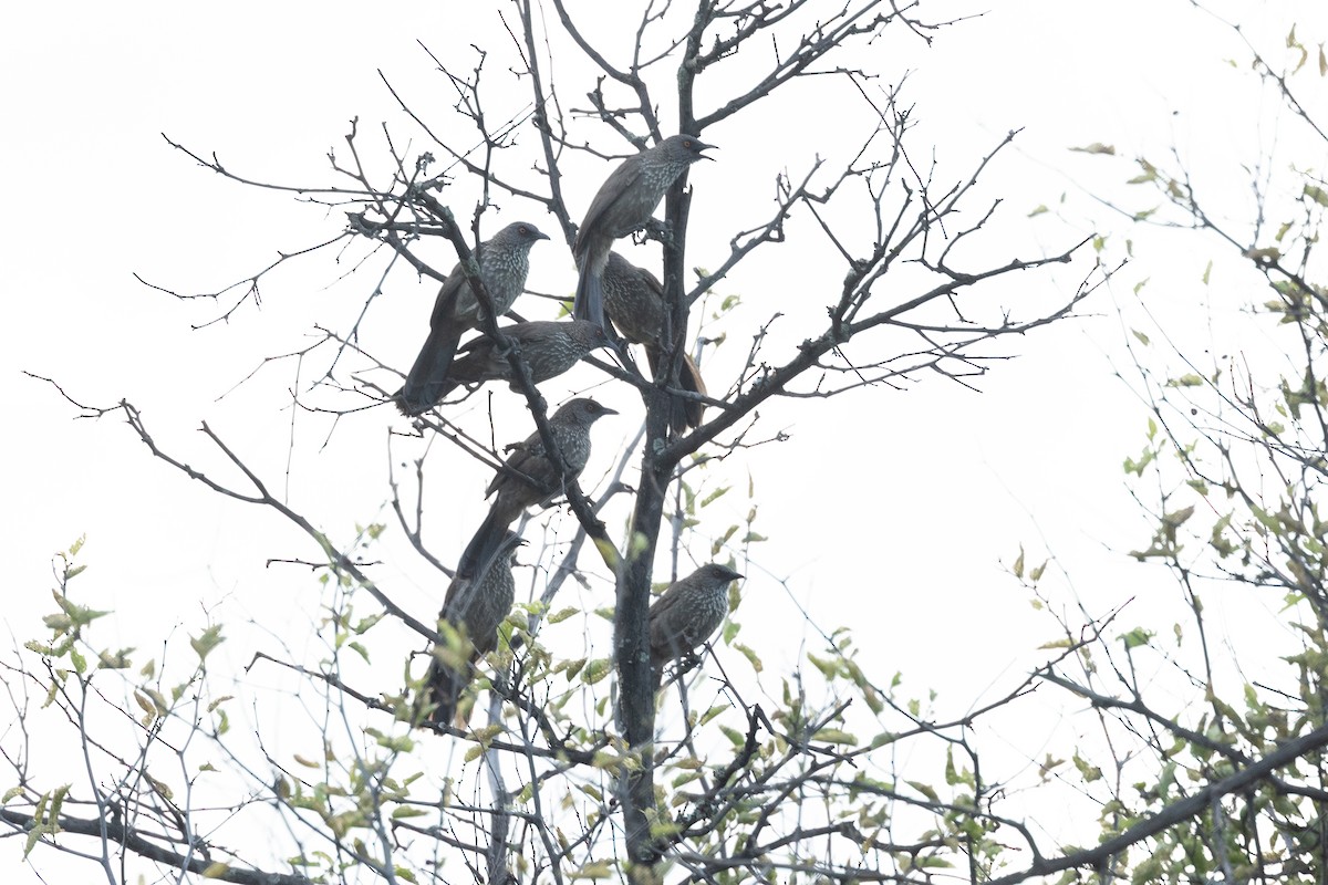 Бурая дроздовка - ML645841243