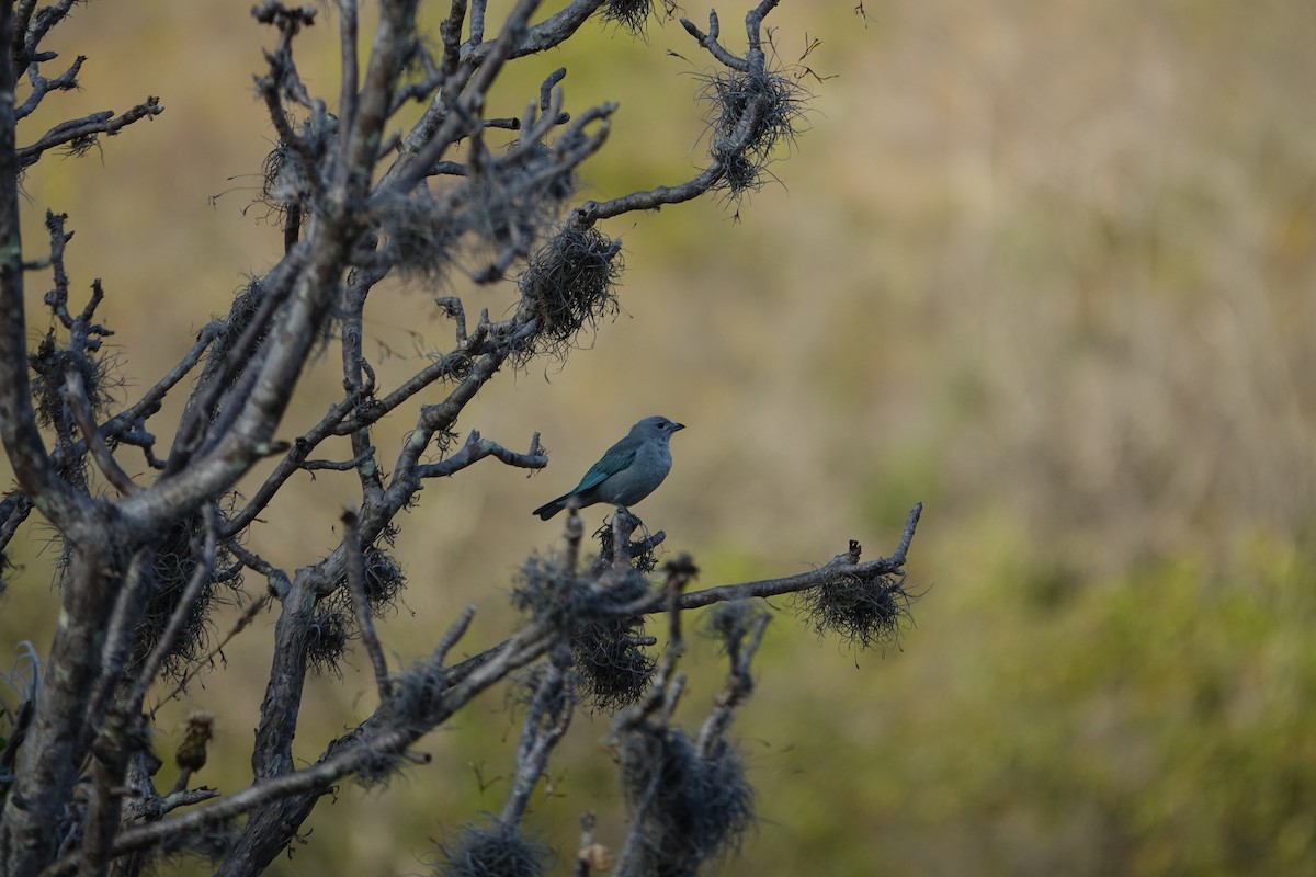 Sayaca Tanager - ML645841244