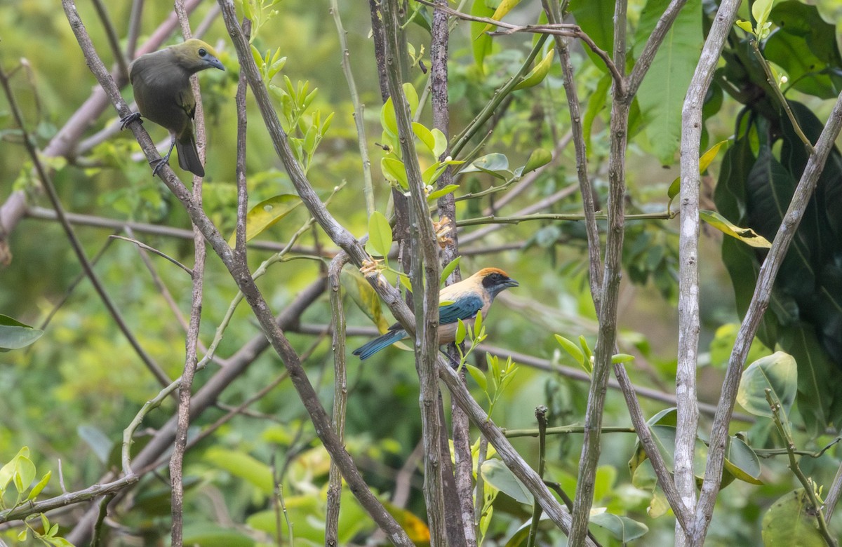 Burnished-buff Tanager - ML645841245