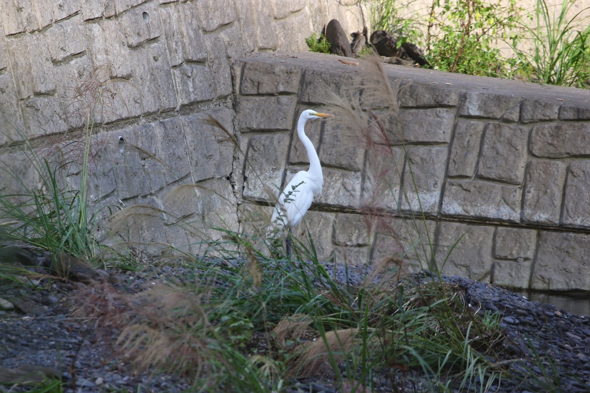 Great Egret - ML645841247