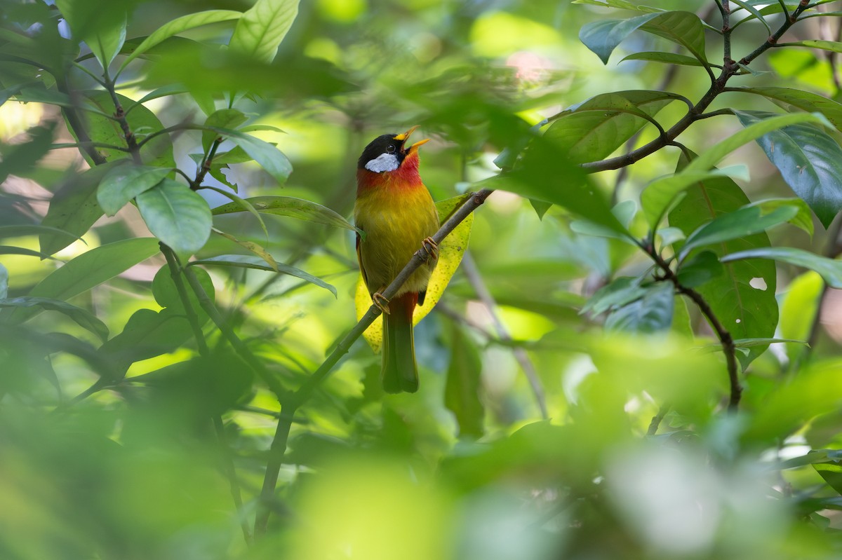 Silver-eared Mesia - ML645841248